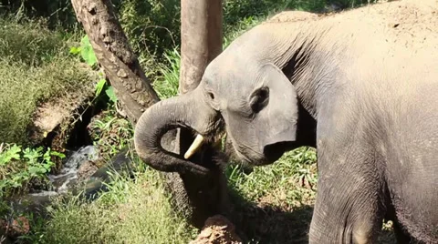 Elephant tear off tree bark using his proboscis Video stock 33198453