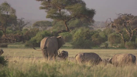 Elephant teasing a buffalo  Stock Footage 33531113