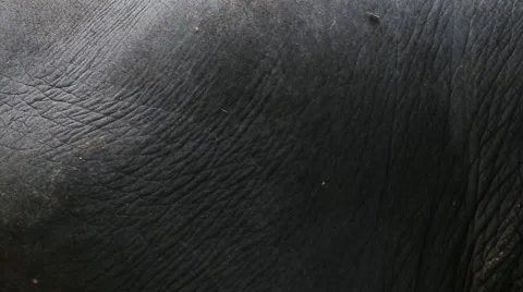 Elephant texture 스톡 동영상 65885944