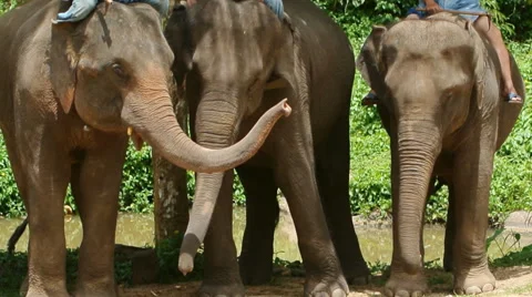 Elephant of Thailand Stock Footage 50553243