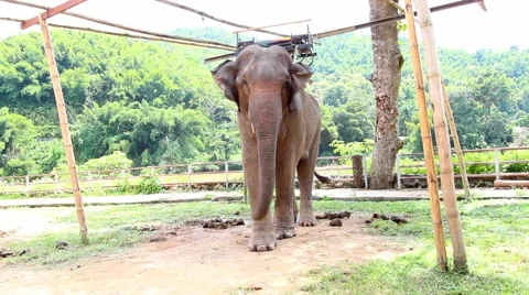 Elephant in thailand Stock Footage 55618986