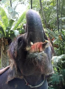 Elephant of thailand Stock Photos