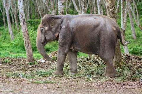 Elephant in Thailand Fotos de archivo