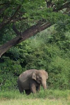 Elephant in thailand Stock Photos