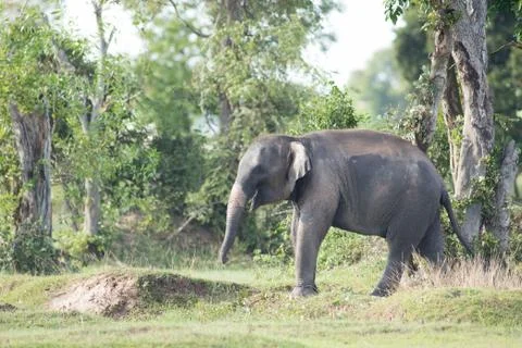 Elephant in thailand Stock Photos