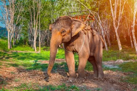 Elephant in Thailand Foto stock