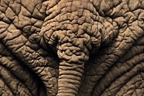 Elephant thick skin Stock Photos