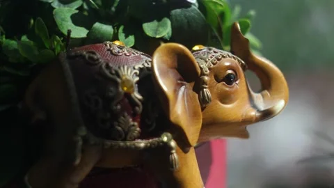 Elephant in a thicket of greenery Stock Footage 160269995