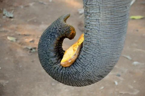 An elephant in a throat eats a pumpkin 写真素材
