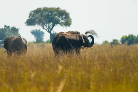 Elephant throwing dirt Stock Photos