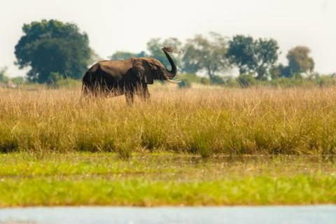 Elephant throwing dirt Stock Photos