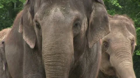 Elephant throwing dust on back Stock Footage 12750313