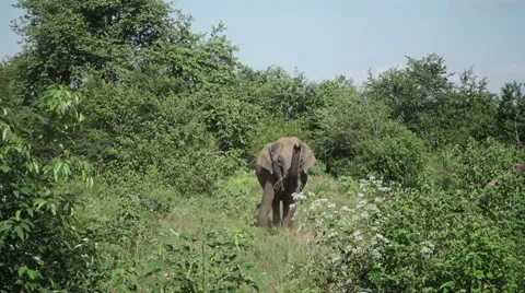 Elephant Throwing Dust Video stock 53102542