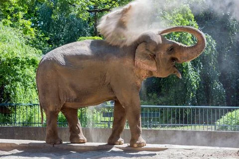 Elephant throwing dust at his back for sun protection Stock Photos