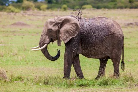 Elephant throwing mud and water over itself Elephant throwing mud and wate... Stock Photos