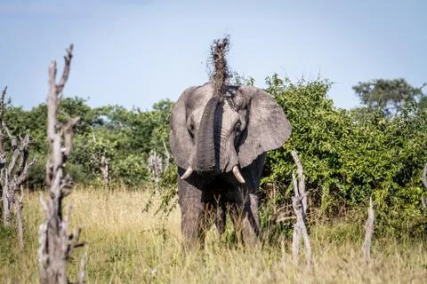 Elephant throwing mud on his back. Stock Photos