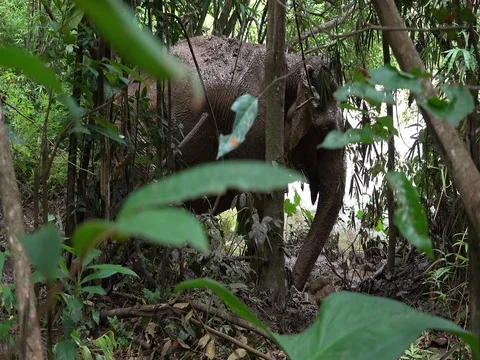Elephant throwing mud over his back in Mondulkiri, Cambodia Stock Footage 76115818