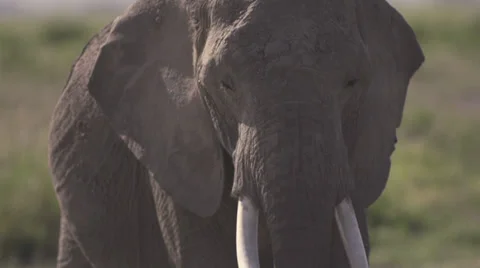 Elephant throwing sand  Stock Footage 33531180