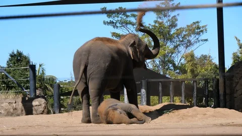 Elephant is throwing sand on herself Stock Footage 94327565