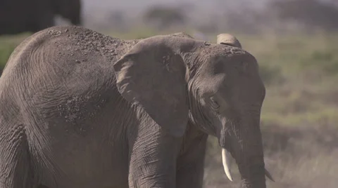 Elephant throwing sand to stay cool  Stock Footage 33531265
