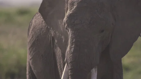 Elephant throwing sand/dirt  Stock Footage 33531235