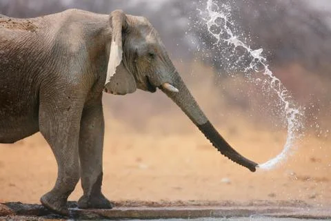Elephant throwing water Stock Photos