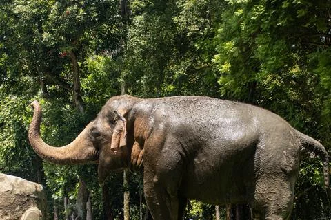 Elephant throwing water Stock Photos