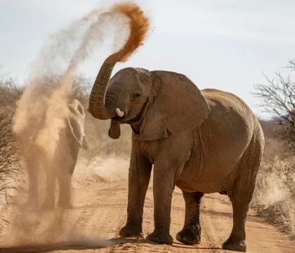Elephant throws dirt onto its back Stock Photos