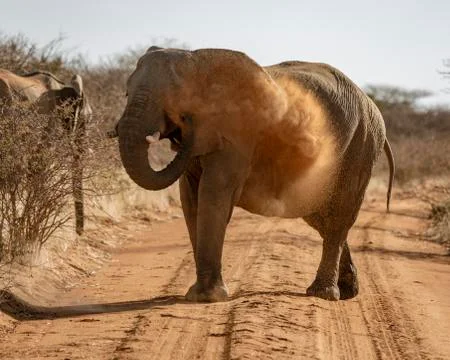 Elephant throws dirt onto its back Stock Photos