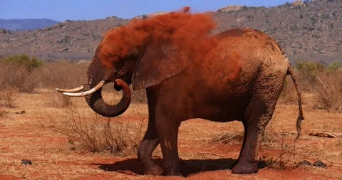 An elephant throws up dust in the tsavo reserve Stock Footage 237468477