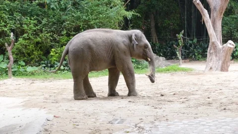 Elephant throws itself on sand Stockbeeldmateriaal 74212408