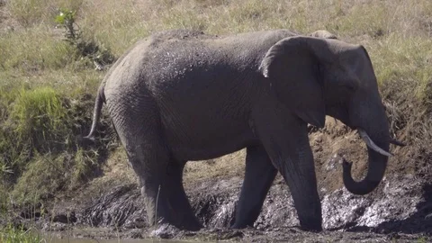 Elephant throws mud onto its back Stock Footage 83835996