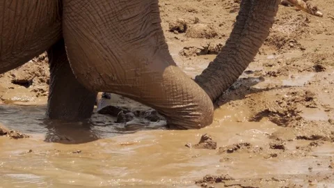 Elephant throws water on his face Stock Footage 78749752