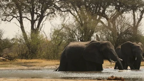 Elephant throws water on self 2 스톡 동영상 119254532