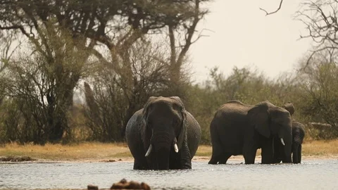 Elephant throws water on self 3 動画素材 119256530