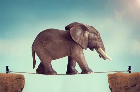 Elephant on a tightrope Stock Photos