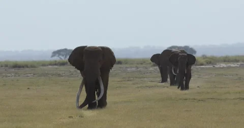 Elephant Tim with Three other Elephants of Amboseli Park Stock Footage 183996928