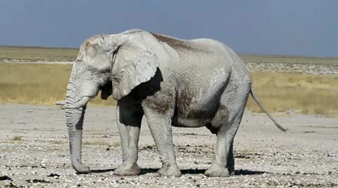 Elephant time lapse Stock Footage 14914228
