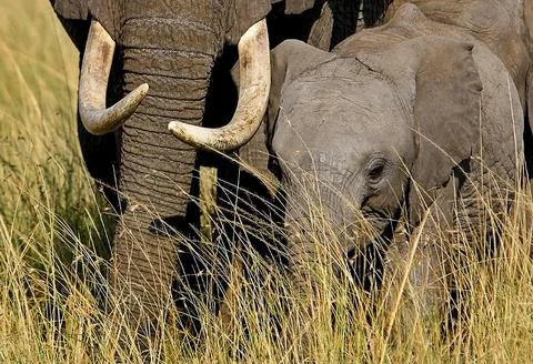 Elephant Togetherness Stock Photos