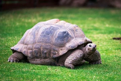 Elephant tortoise on grass Stock Photos