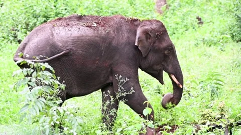 An elephant tossing dirt on its back in Kabini national park Stock Footage 282656567