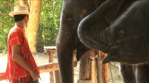Elephant touches another with trunk Stock Footage 295981