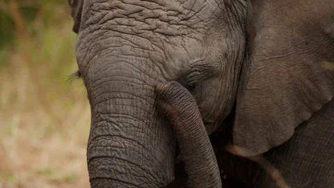 Elephant Touching Its Head With Its Trunk Stock Footage 236507571