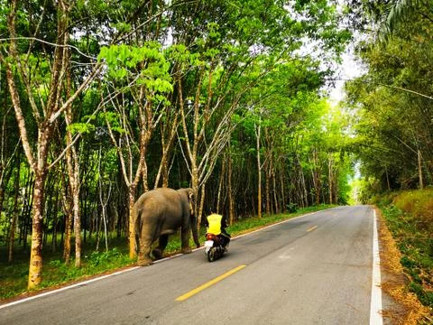 Elephant with trainer Stock Photos