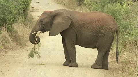 A elephant with a tree branch in its mouth. Stock Footage
