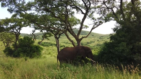 Elephant By Tree Stock Footage 150408955