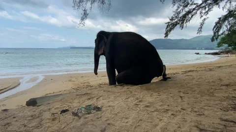 An elephant tries to scratch its side on the beach. Stock Footage 229492213
