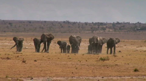 Elephant troop walking towards camera Stock Footage 590926