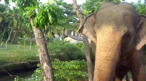 Elephant in the Tropics 스톡 동영상 61752769