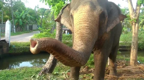 Elephant in the Tropics  스톡 동영상 61752782